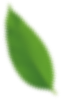 Growth close up environmental lush natural copy 2.png