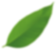 Growth close up environmental lush natural copy.png