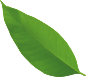 Growth close up environmental lush natural.png